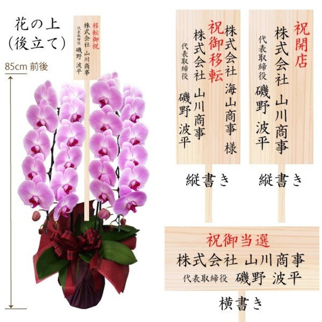 大輪胡蝶蘭 2本立ち 25輪以上 産地直送