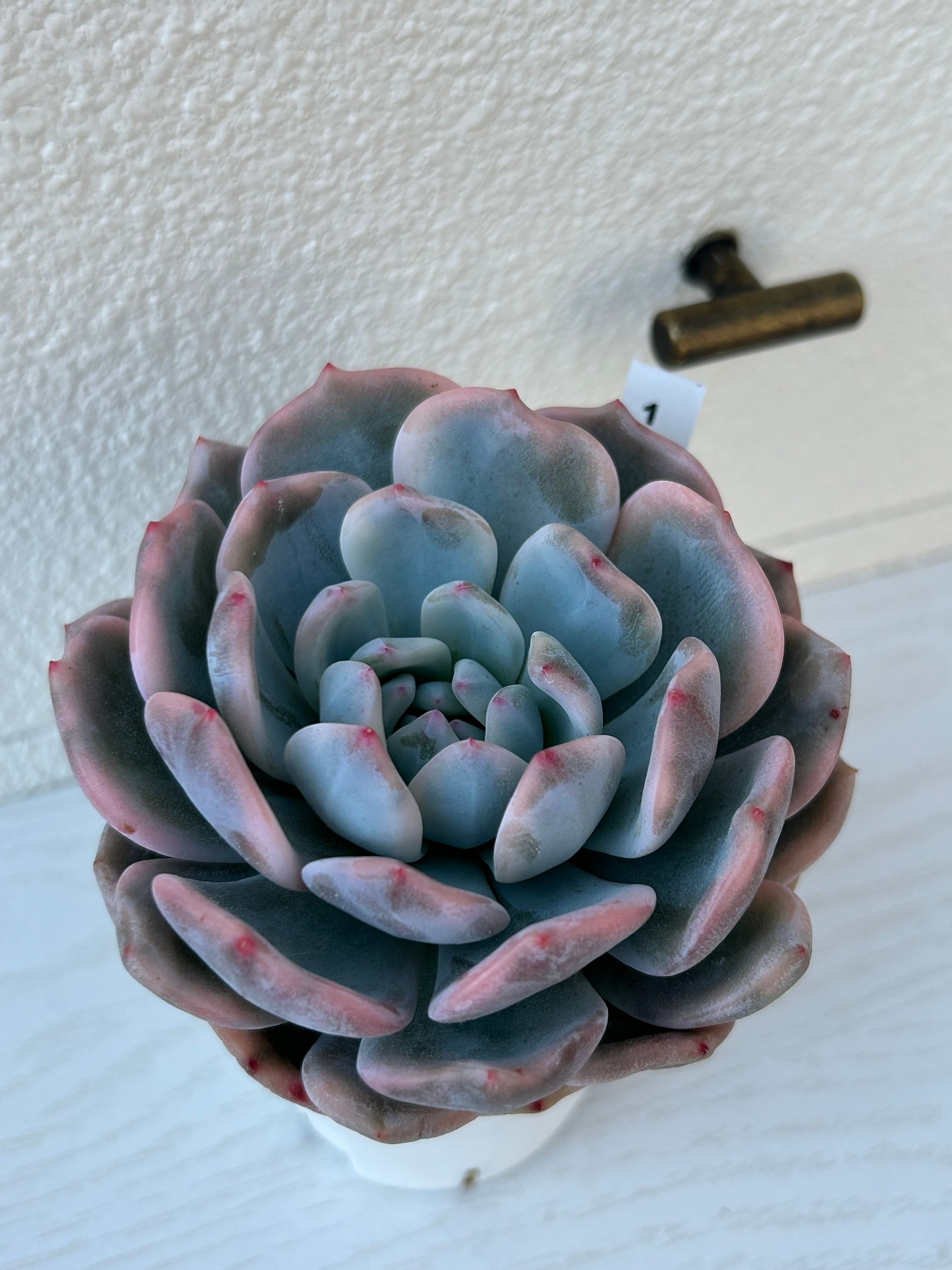 輸入苗 ☆オレンジモンロー錦No.1