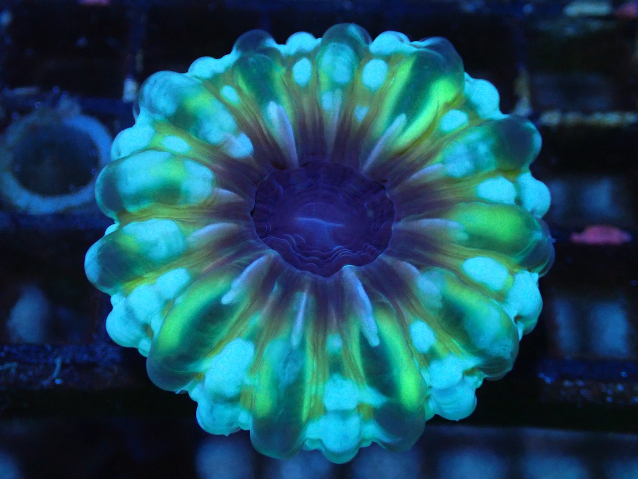 Cynarina Lacrimalis PremiumSize 1