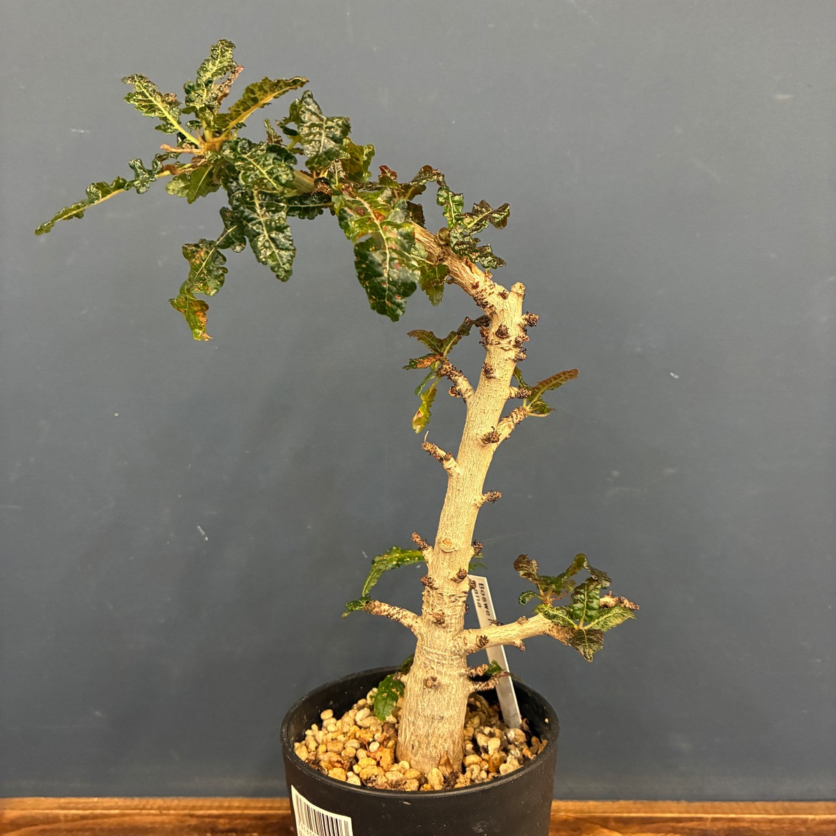 1万円以上10%OFFクーポン対象】ボスウェリア ナナ【925】 | PROTOLEAF 