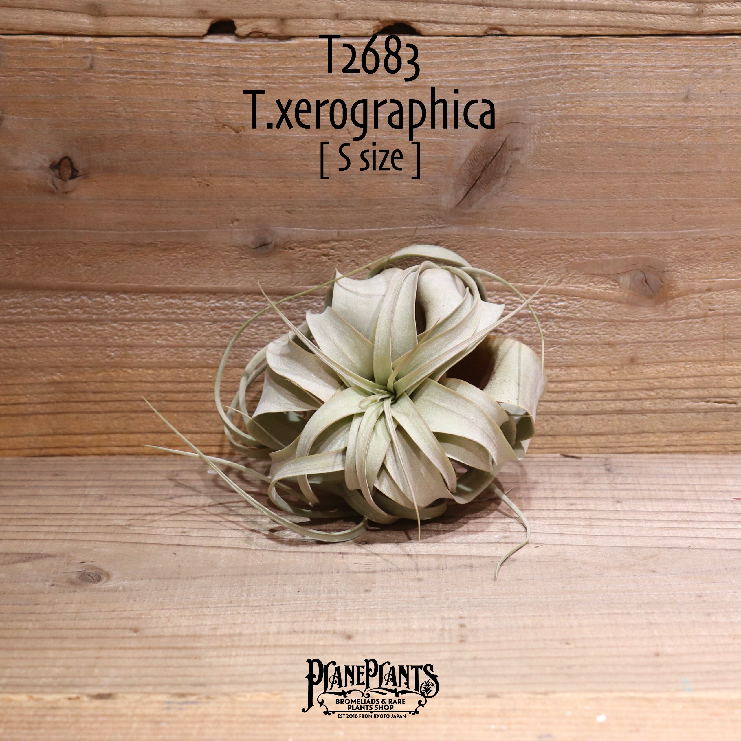 【送料無料】キセログラフィカ S〔エアプランツ〕現品発送T2683