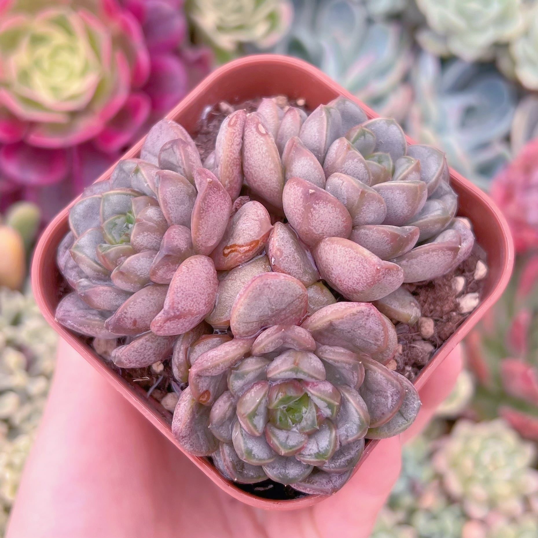 現品　ブドウ#1125　群生　るる農園