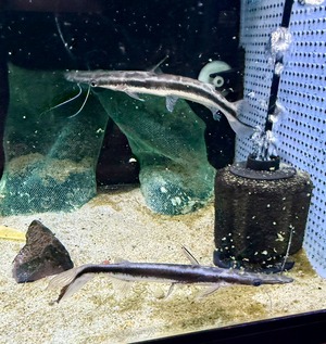 シャベルノーズキャット