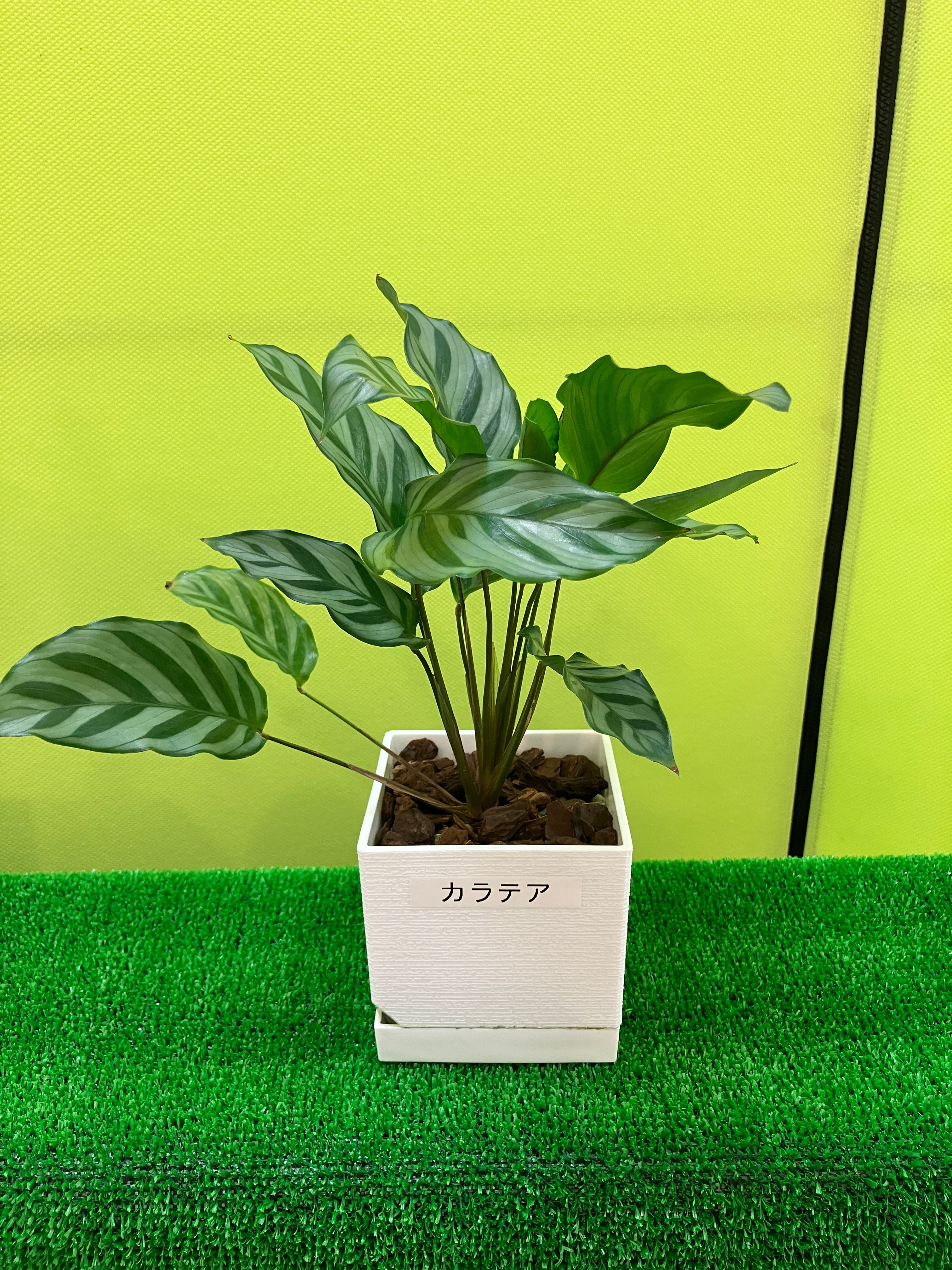 s*a様 格安 アロカシア ワトソニアナ ピンク Alocasia watsoniana pink variegated - Etsy 日本