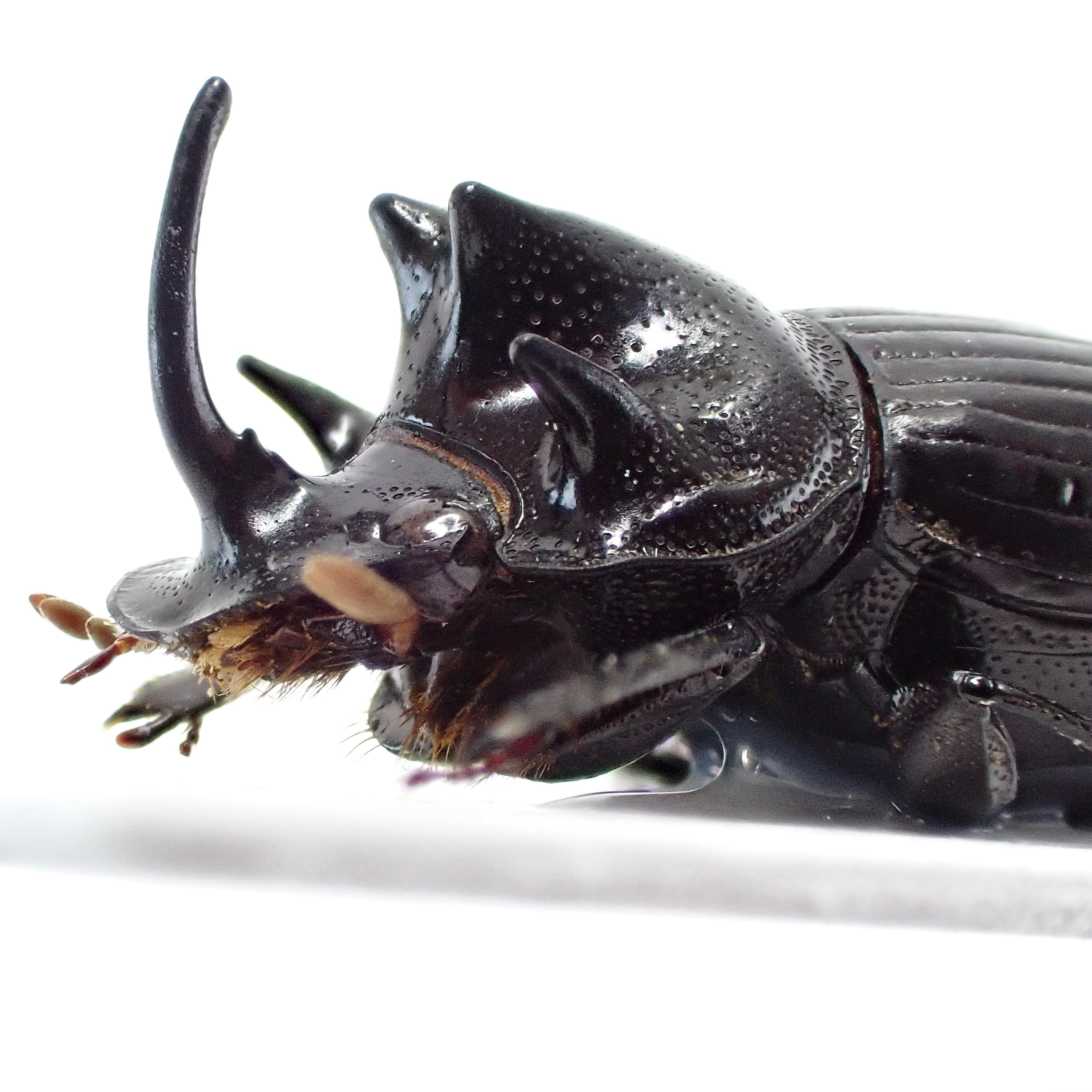 ダイコクコガネの仲間 | 昆虫標本 Diggers & Rollers