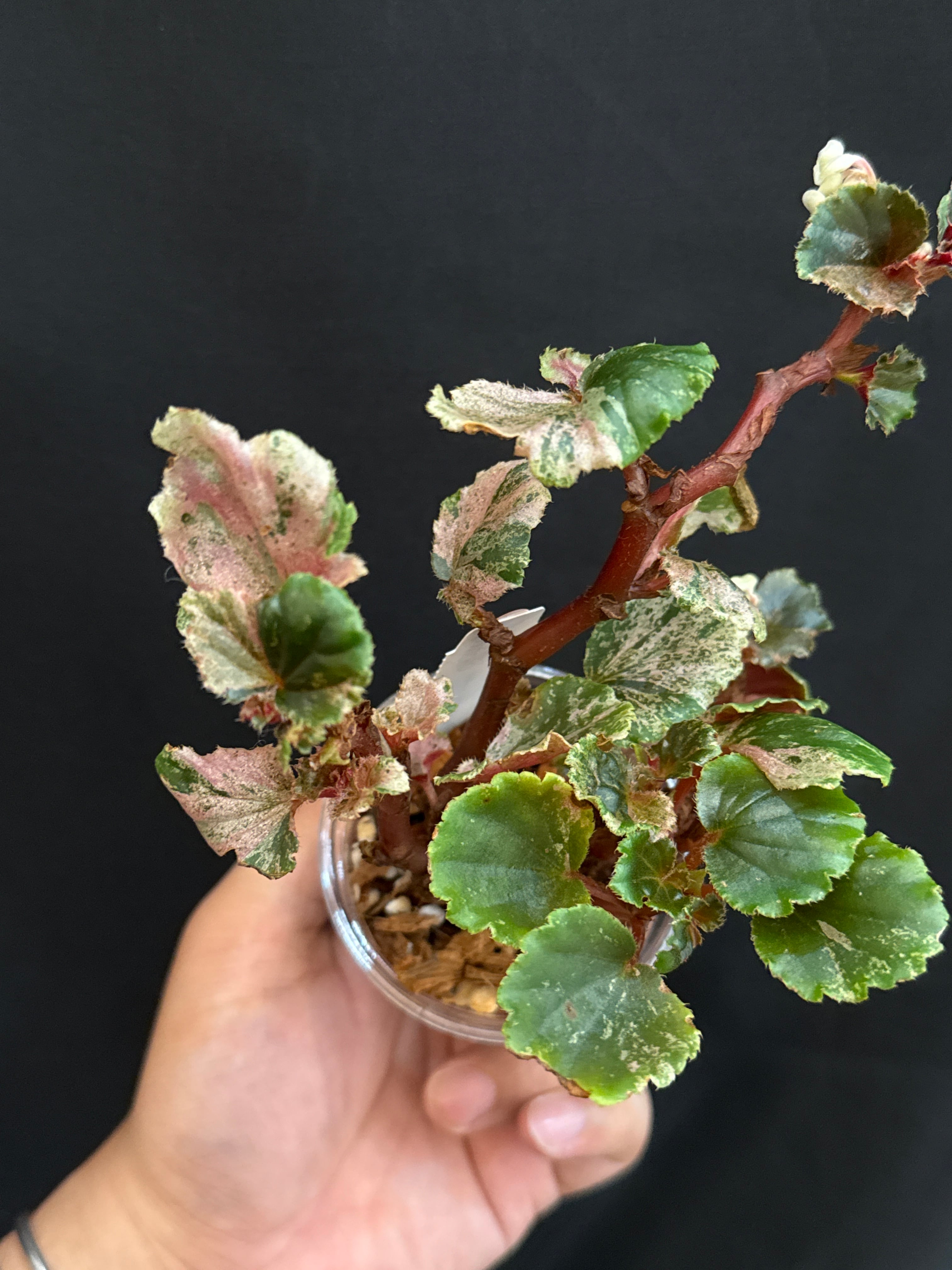 ベゴニア ククラータ　ピンクバリエガータ ② (Mucho) Begonia cucullata pink variegated / ベゴニア ククラータ