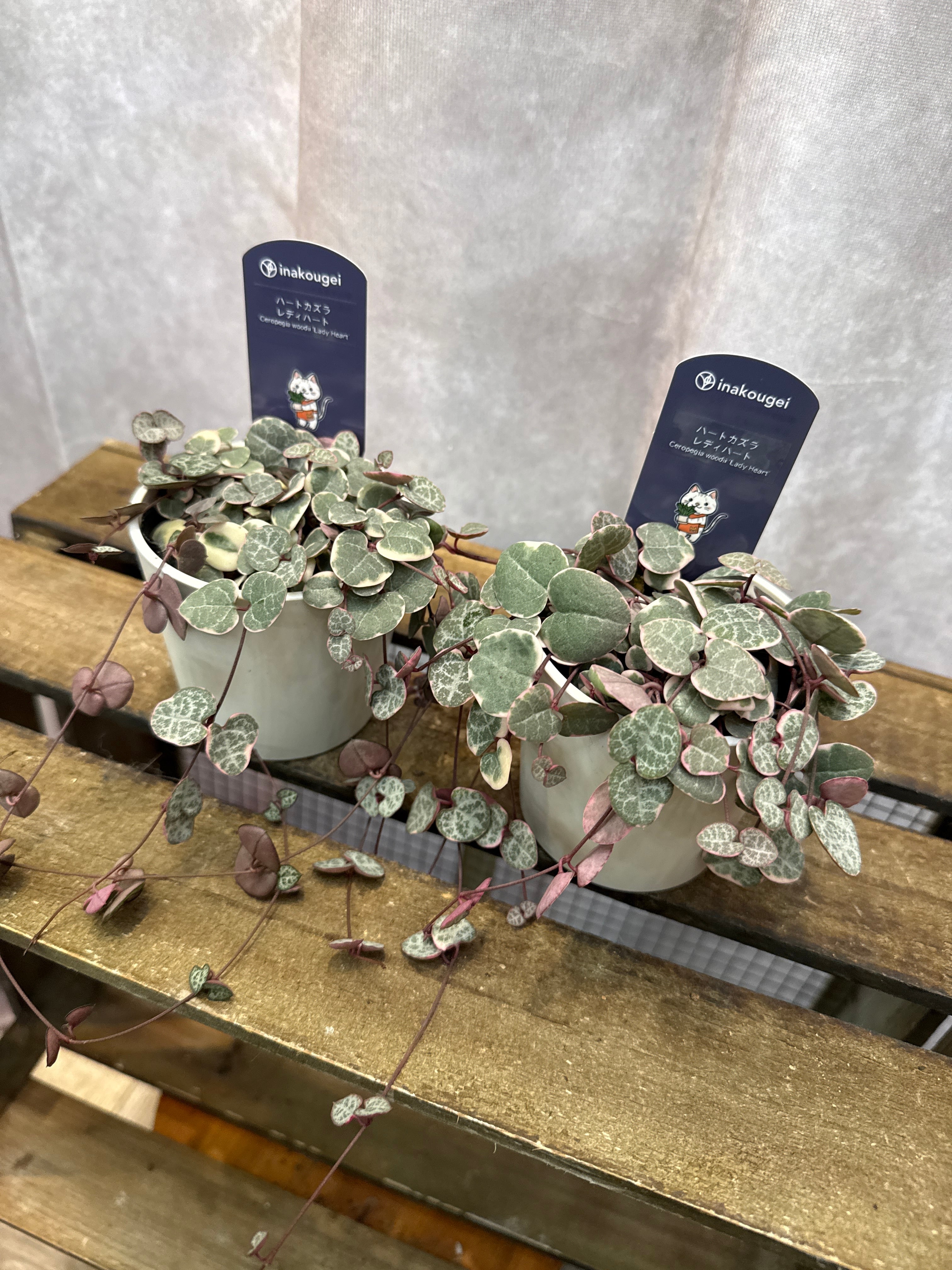 ハートカズラ レディハート (斑入り) | Gardenえん 【観葉熱帯植物】