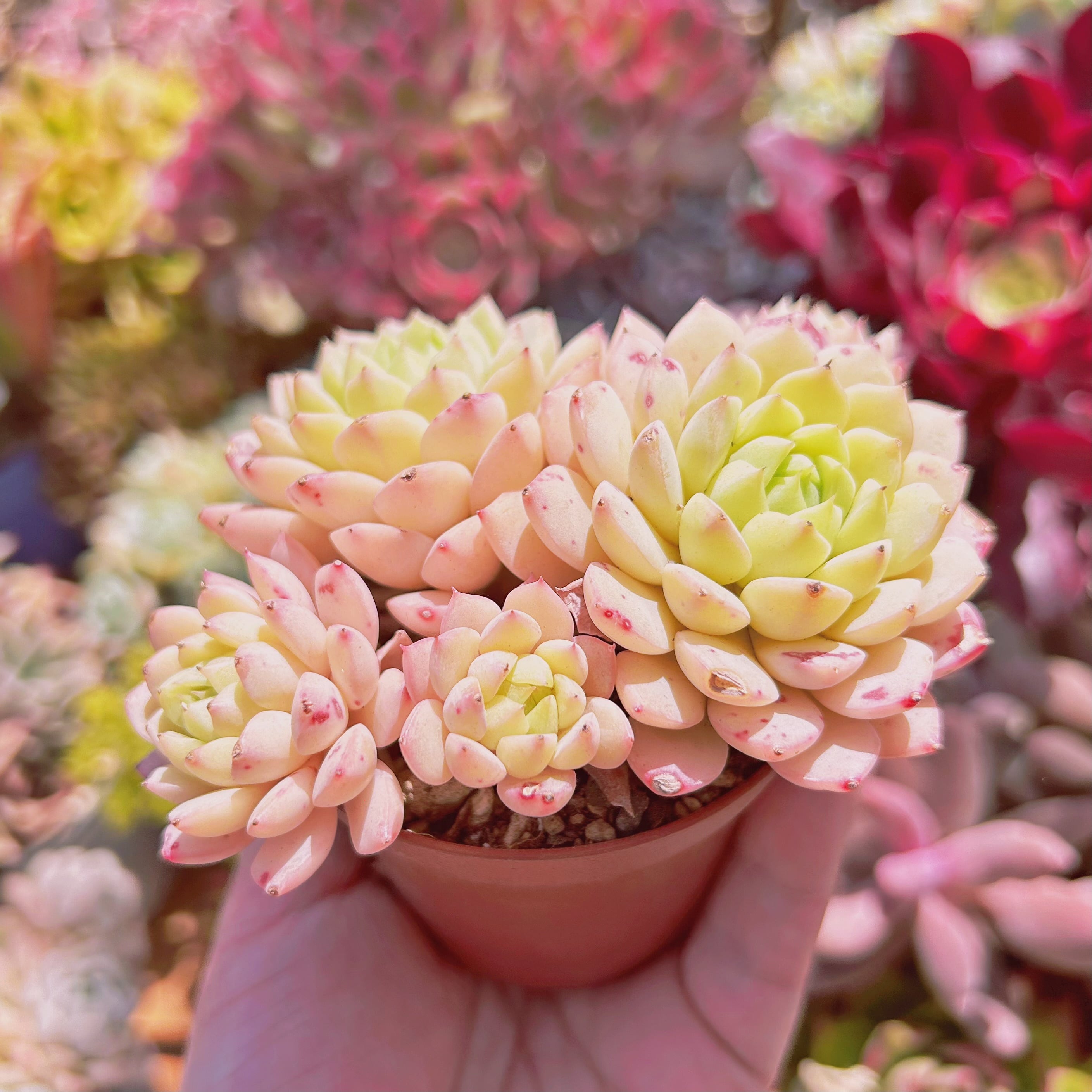 多肉植物 Echeveria マチカ 3～4頭 大群生 | るる農園~多肉植物専門