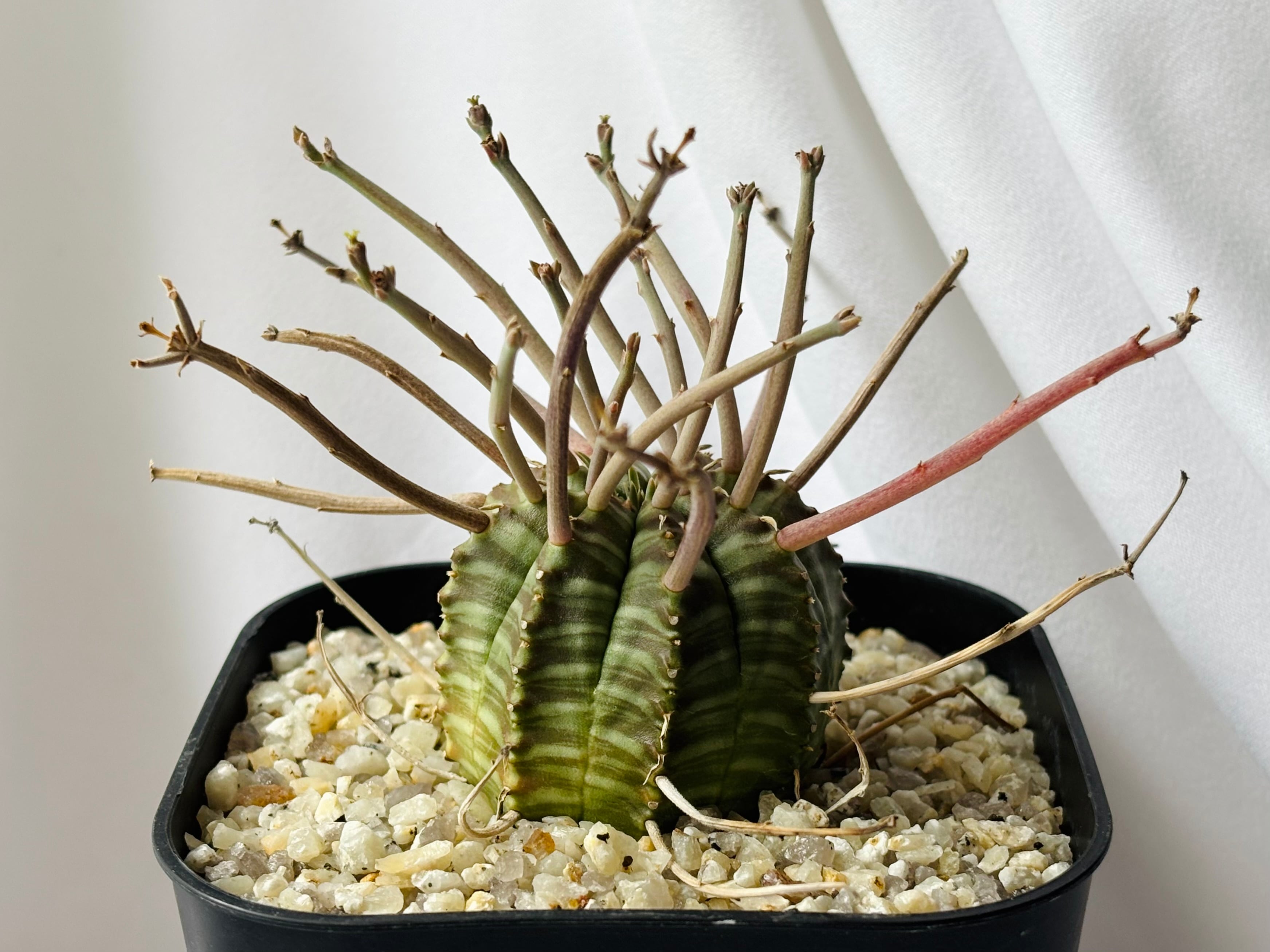 Euphorbia pachypodioides ユーフォルビア パキポディオイデス 多肉