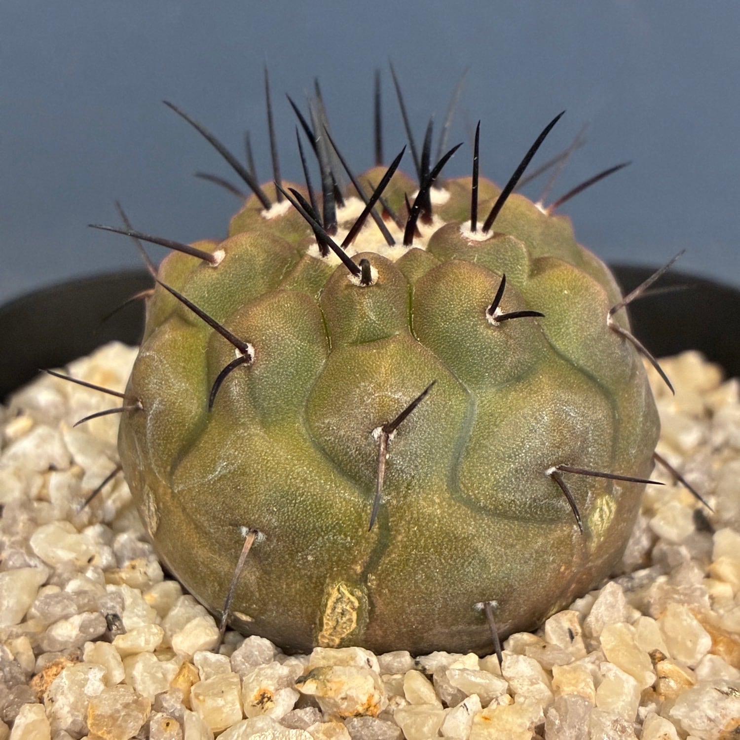 Copiapoa】サボテン コピアポア 黒王丸実生【928】 | PROTOLEAF プロト
