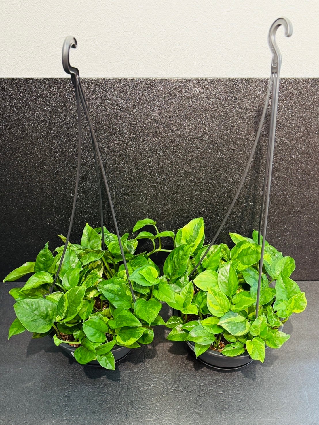 テルノ エスプリ ポトス 観葉植物 希少 珍しい 希少品種 テルノ