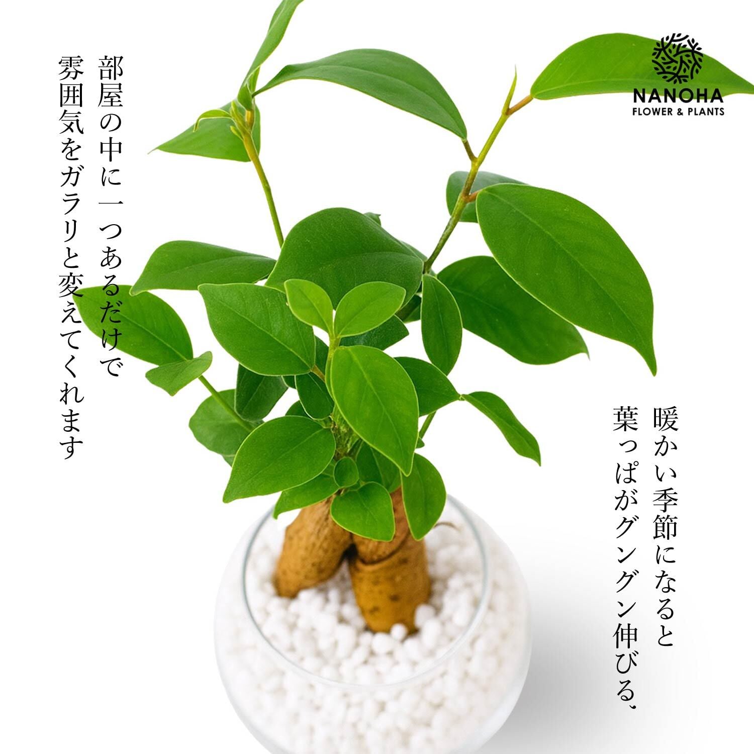 ガジュマル 白砂利（丸容器） | インテリアグリーンショップ【NANOHA