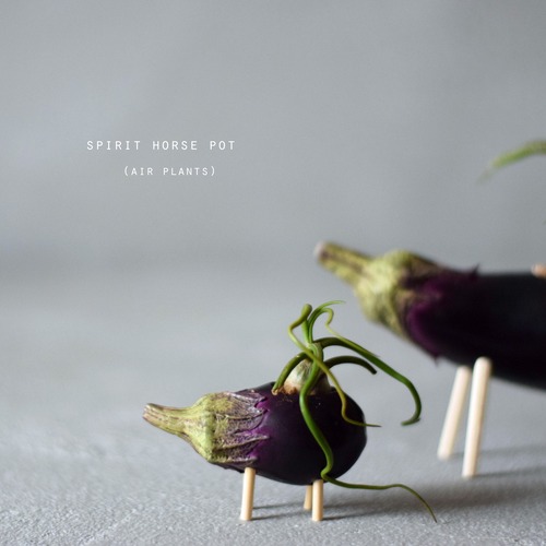 コナスの精霊馬(エアープランツ)