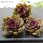 カット苗 ローズアメジスト 標準サイズ Echeveria 'Rose Amethyst'