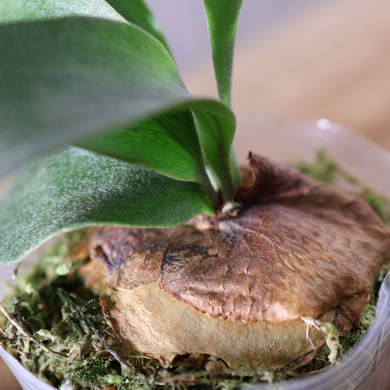227『ビカクシダ ヒリー Platy. hillii × sib』＿観葉植物【送料無料