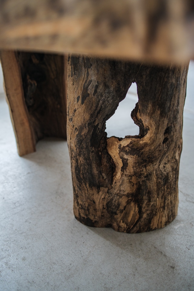楠 Camphor tree