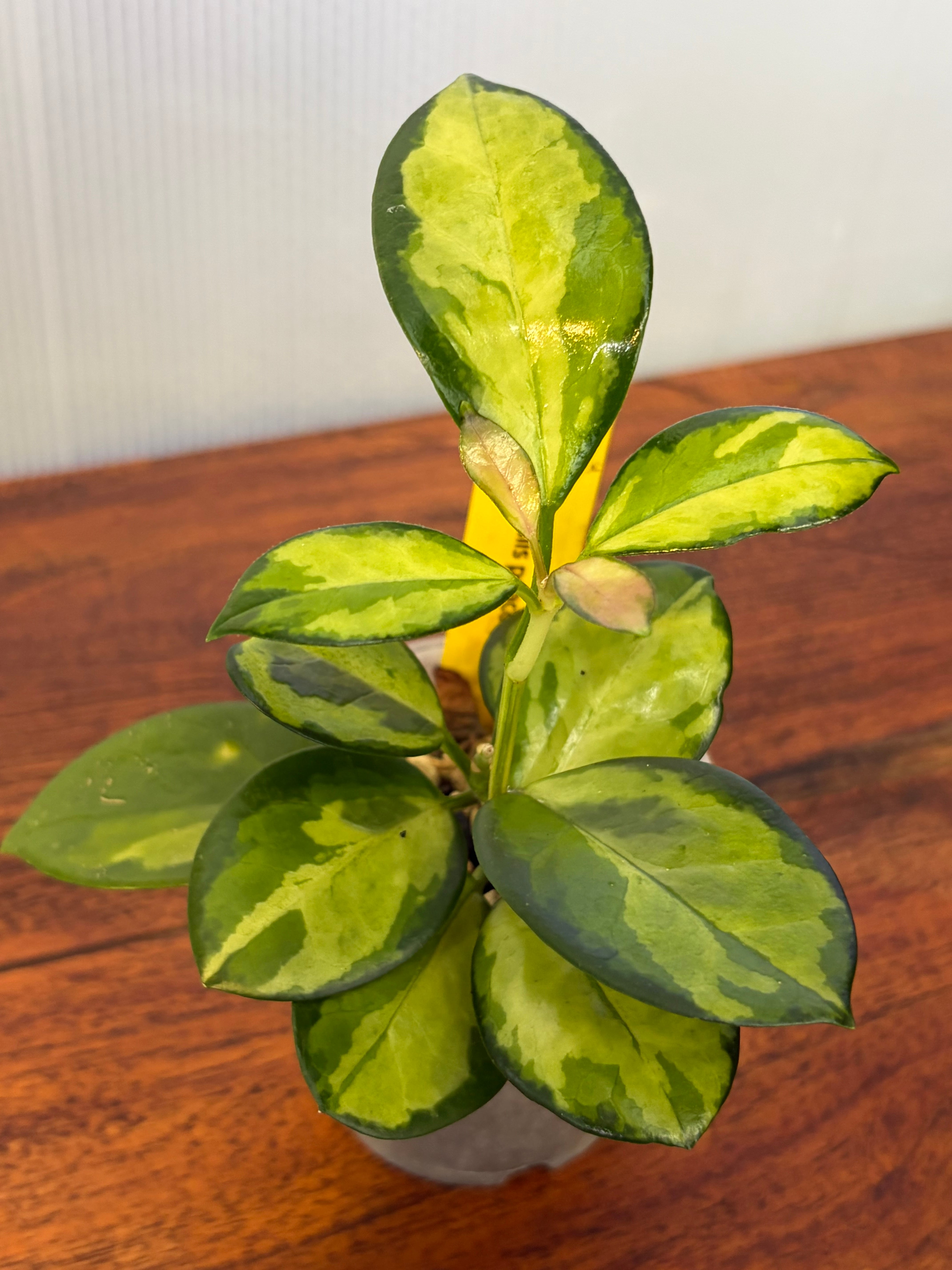 Hoya | BALI-AN 園芸