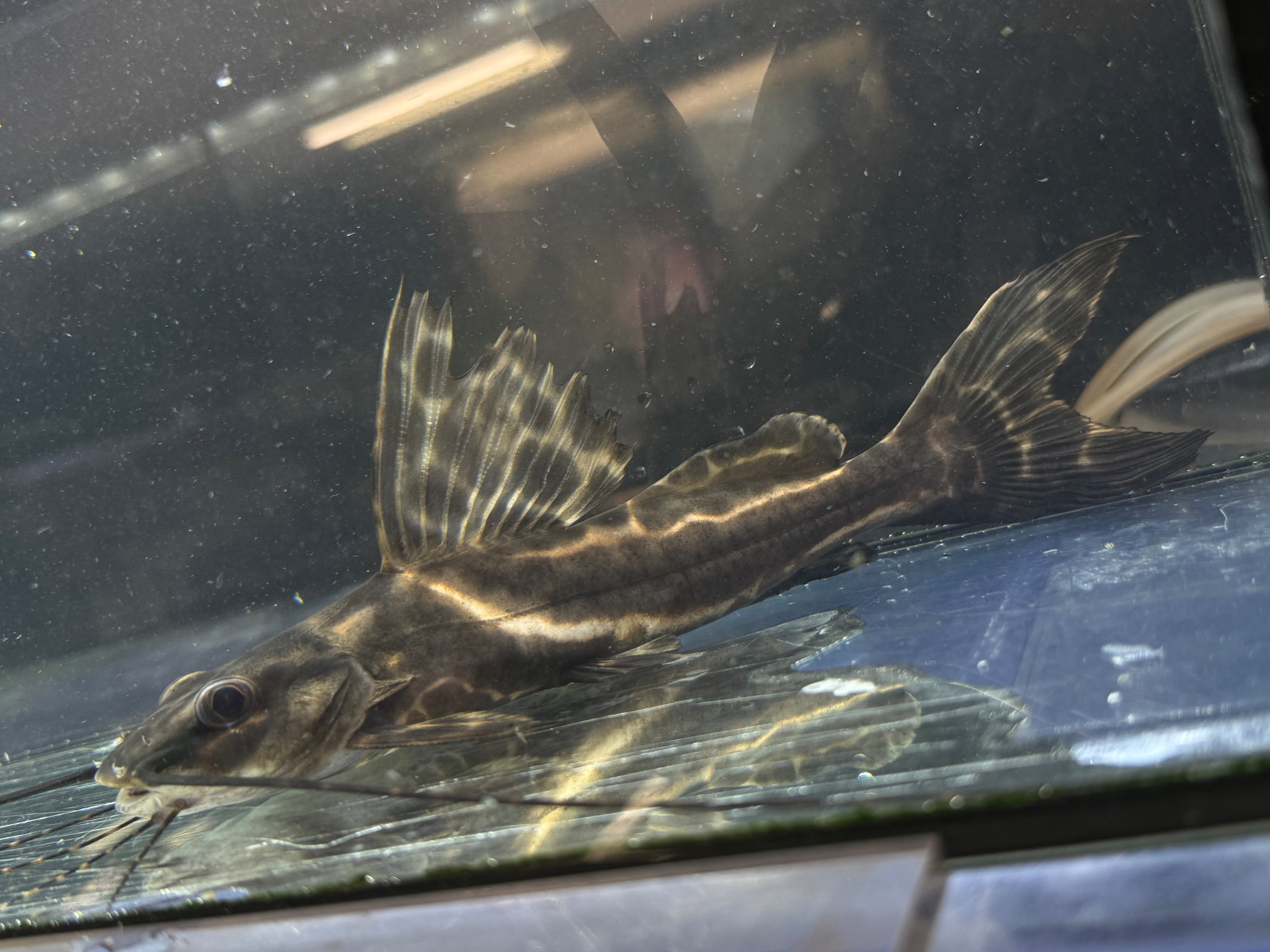 イエローセルフィンキャット20cm± | AQUASTYLEG