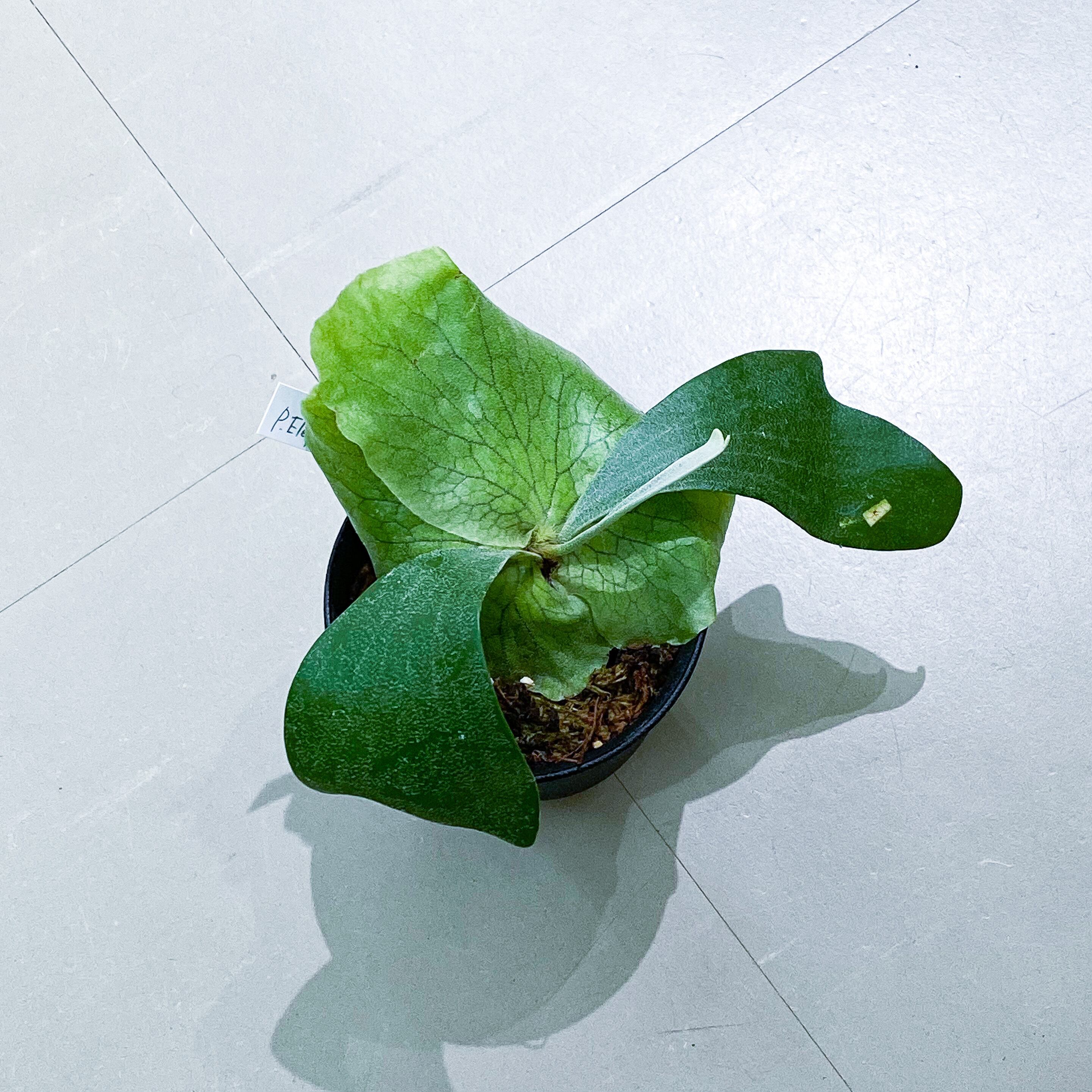 ビカクシダ エレファントティス 親株板付 （成長記録 エレファント  