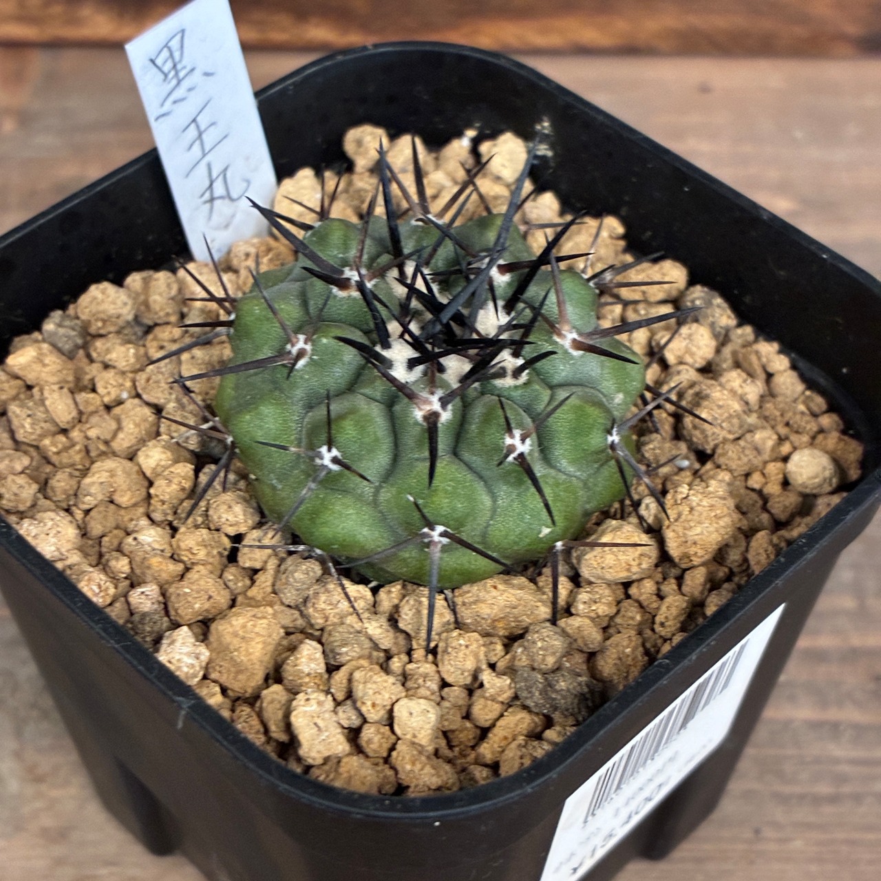 【クリアランス】【Copiapoa】サボテン　コピアポア　黒王丸実生【755】【再撮影】