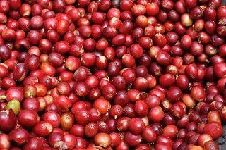 【インドネシア】マンデリンビンタンリマ ［1000g］中深煎り 自家焙煎珈琲