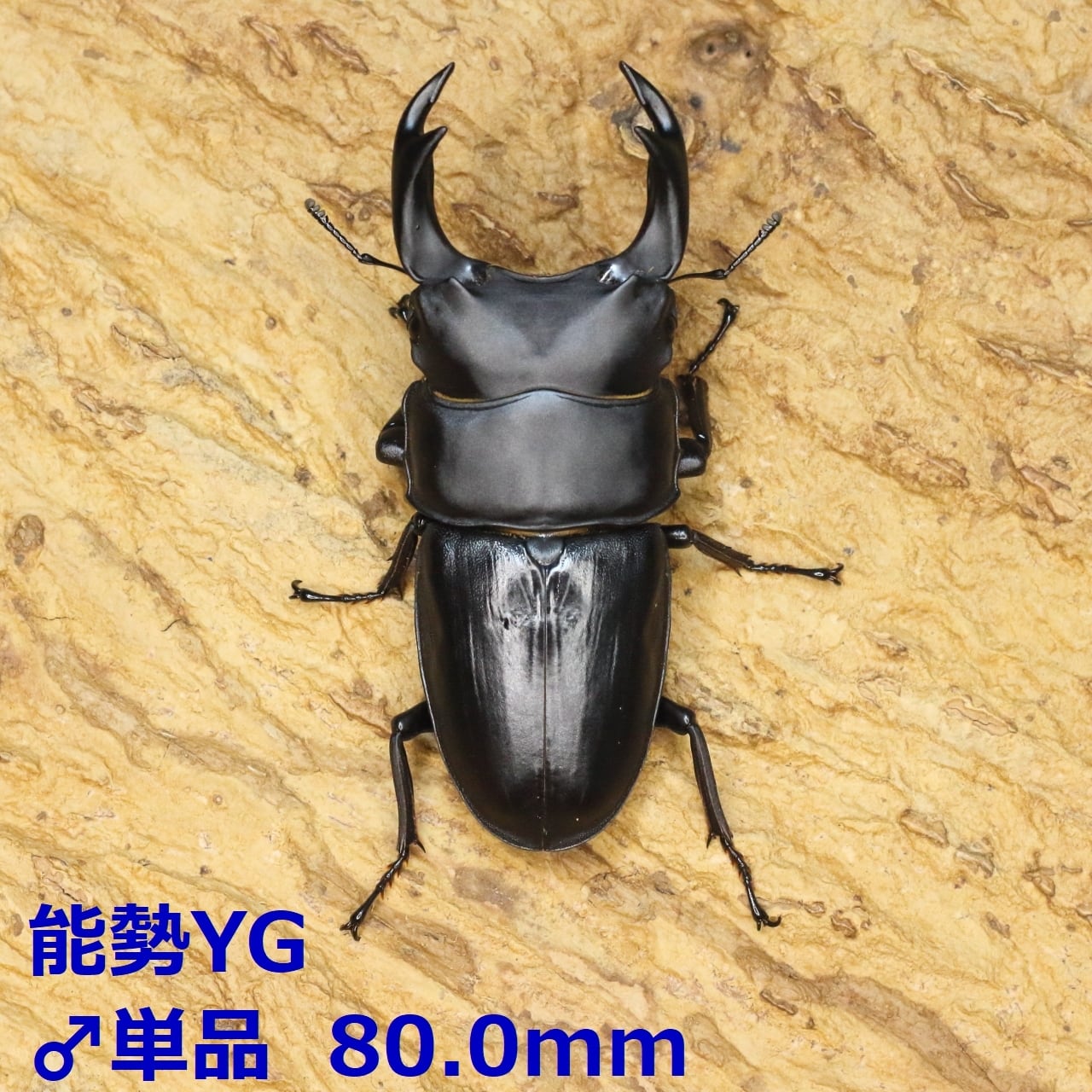 【残り1頭❗】YG847系統❗オオクワガタ♂️単品 3a7b2815956853a3faec2d172093f9