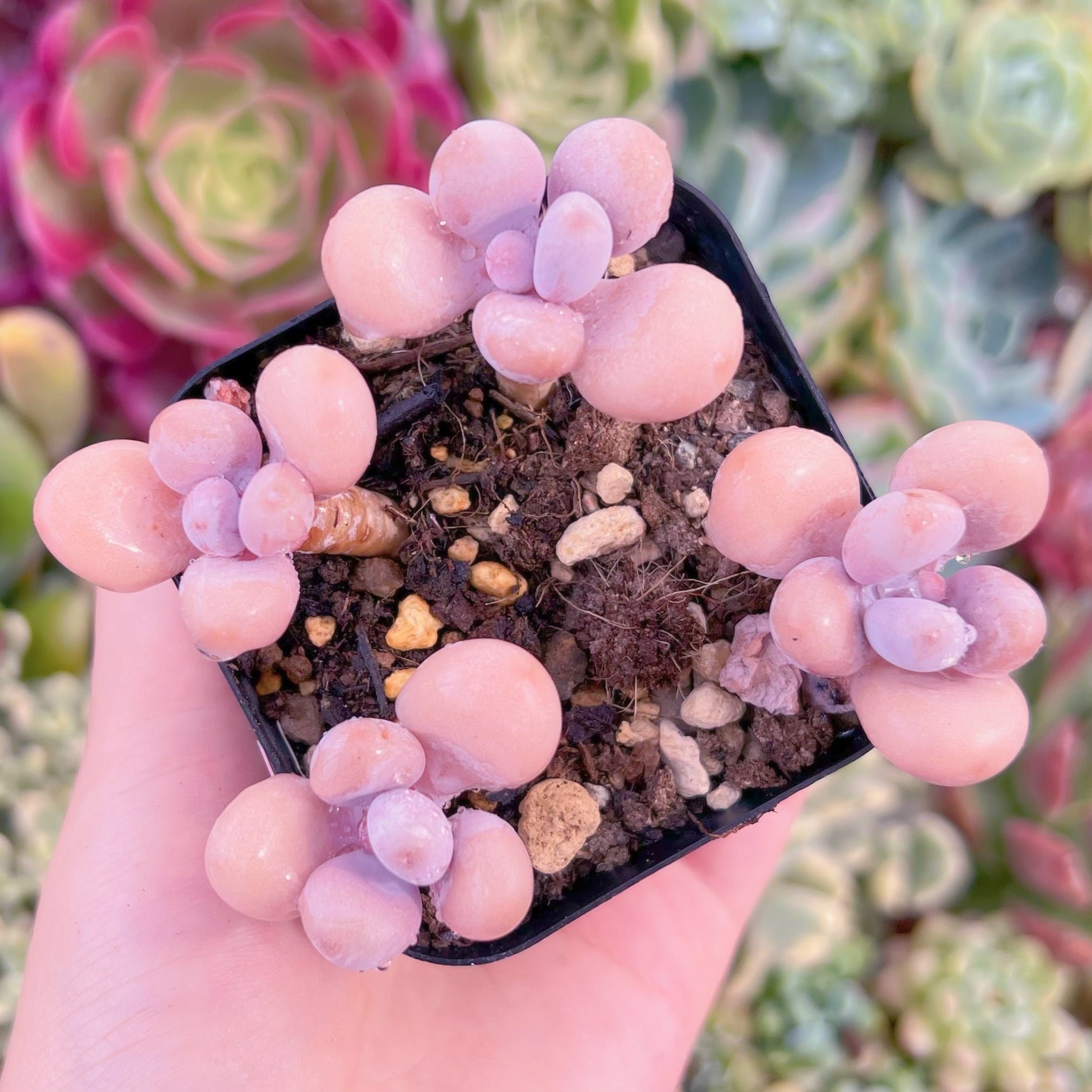 現品　桃卵#565　るる農園