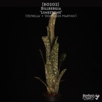 【送料無料】Billbergia 'Limestone'〔ビルベルギア〕現品発送B0202
