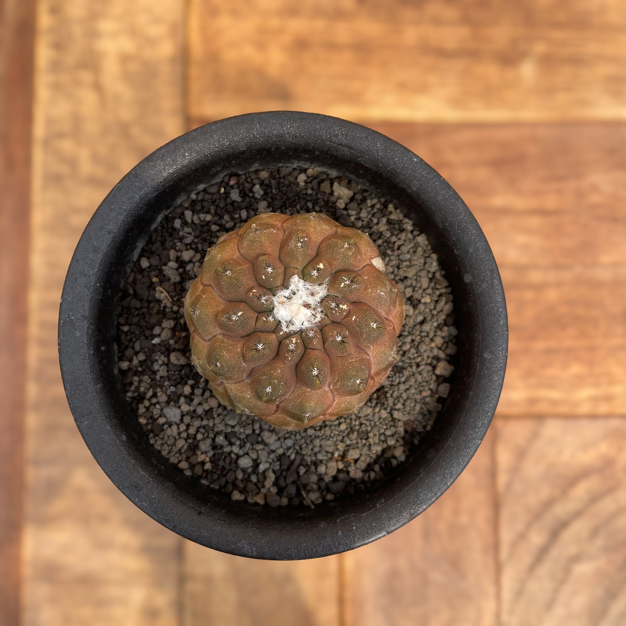 Copiapoa hypogaea【コピアポア・ヒポガエア・バルクテンシス】