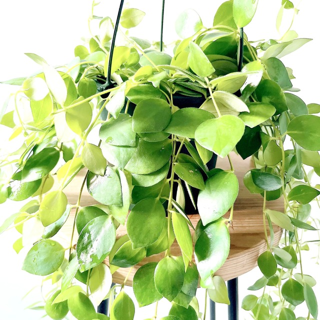 エスキナンサス トリコロール ロングサイズ 観葉植物 calm cafe
