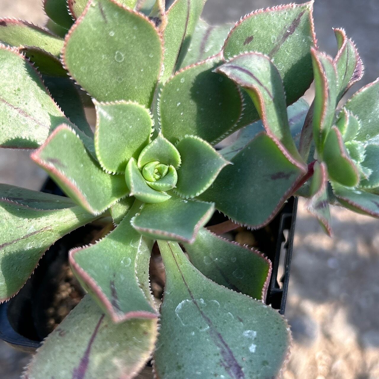 多肉植物　アエオニウム　マスカエンセ　6cmポット苗Ｂ マスカエンセ アエオニウム | RuPo 多肉植物専門店