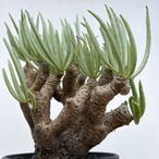 Tylecodon rubrovenosus ﻿【チレコドン・ルブロベノーサス】