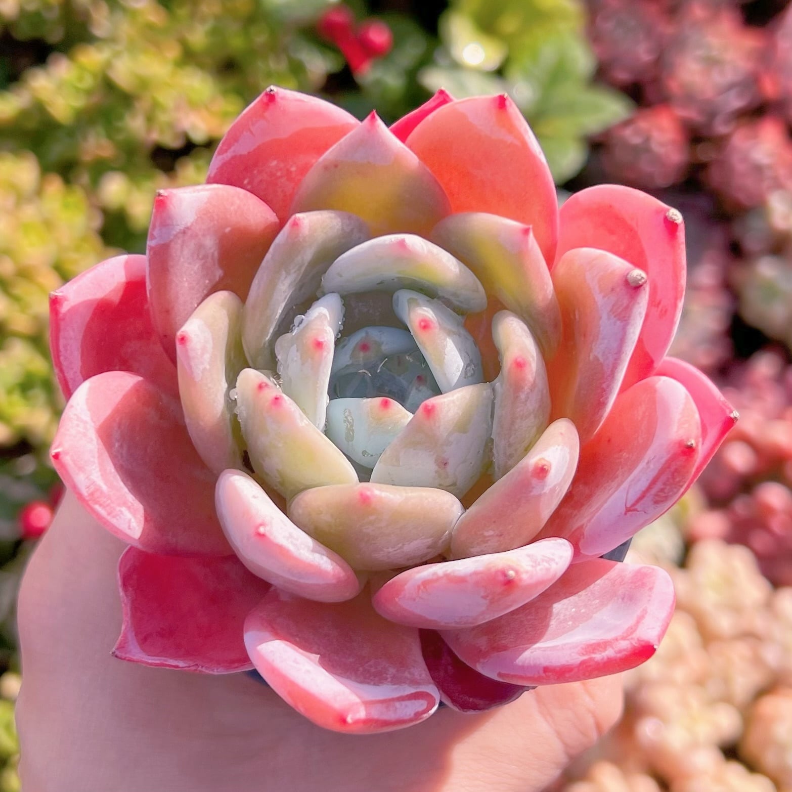 現品　スウィートプリンセス#006   るる農園