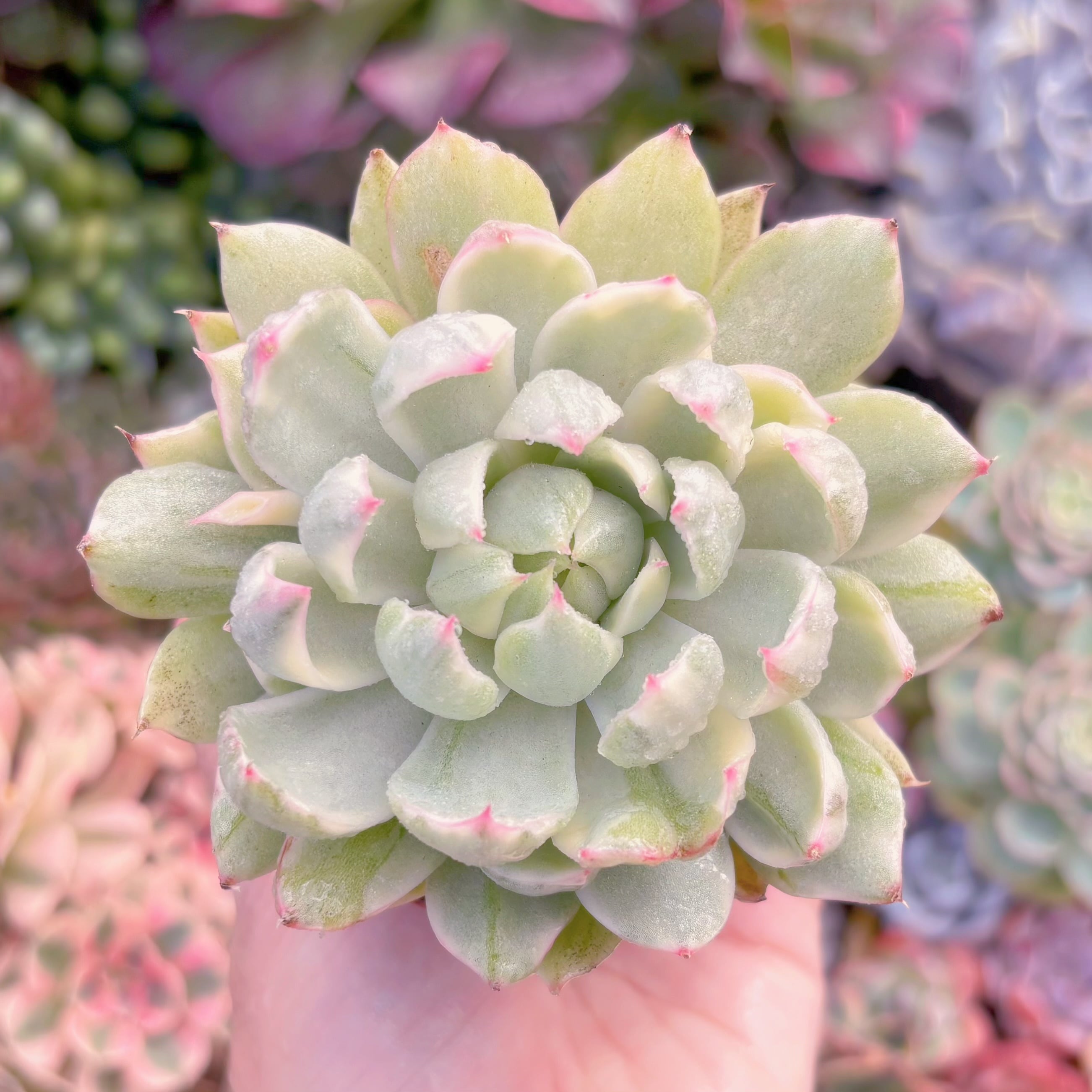 現品　雪白マリア錦#A088　るる農園