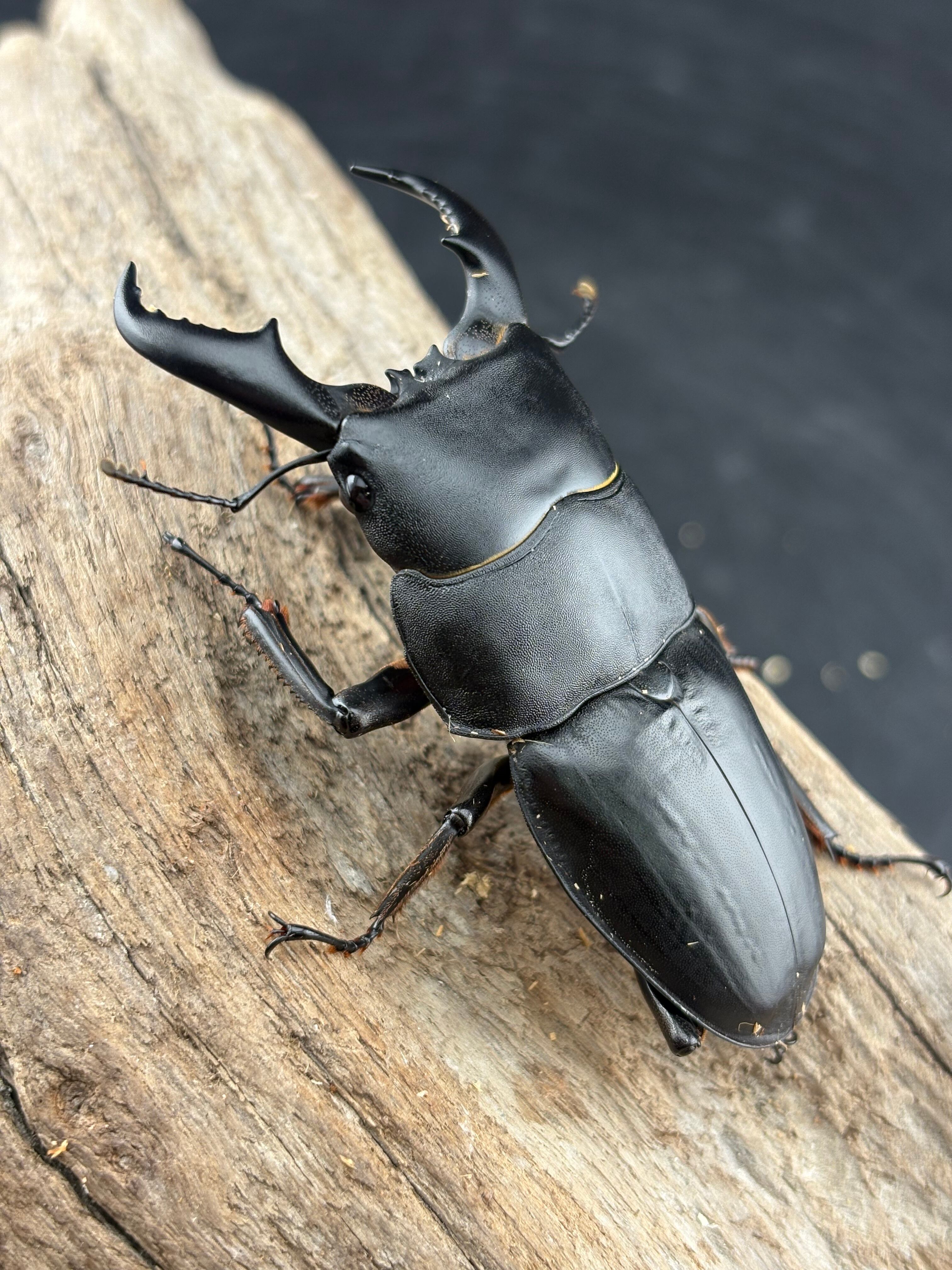 超特大70mm 野外品 アマミヒラタクワガタ♂ 稀少【特大】 アマミ