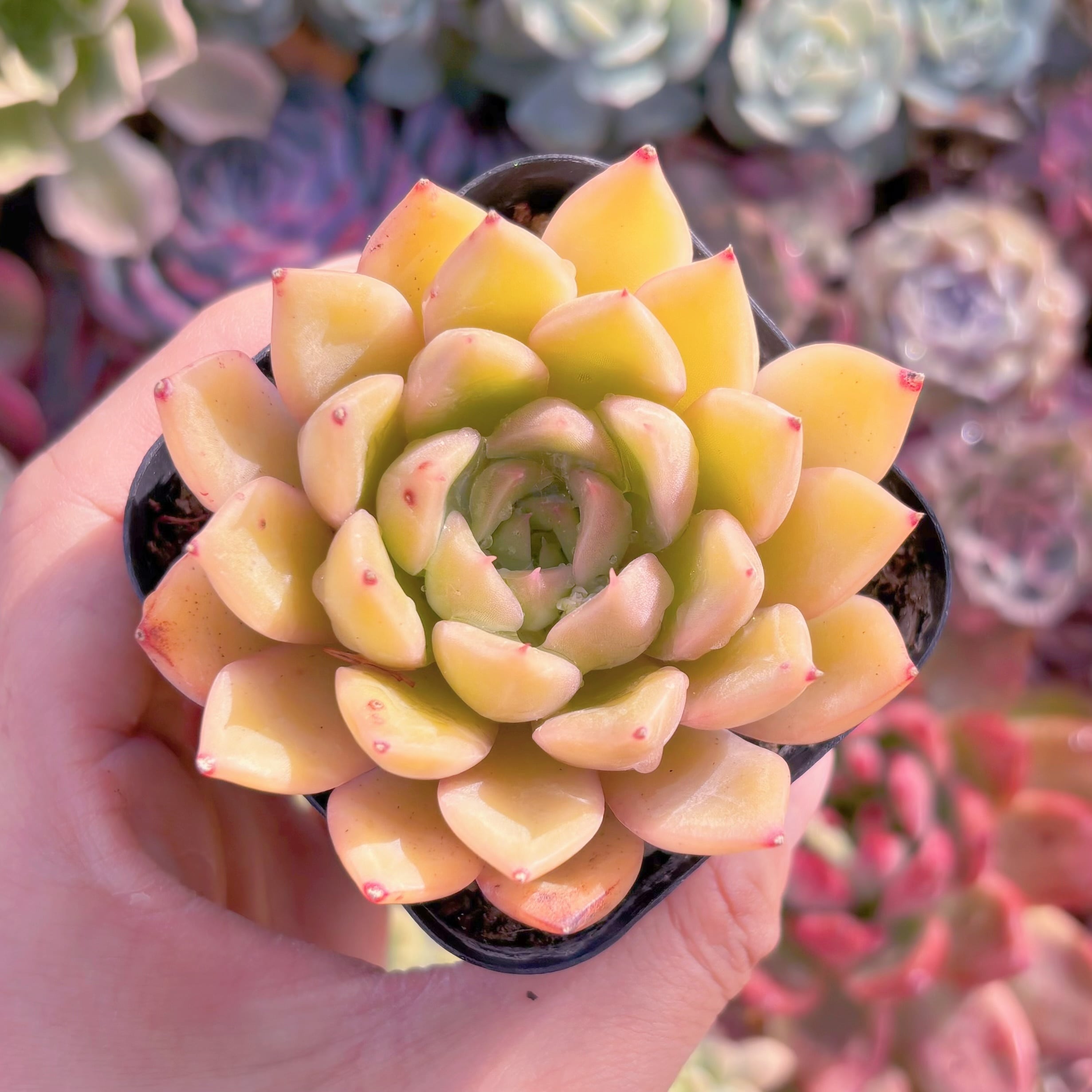 現品　香妃#814　新入荷　るる農園