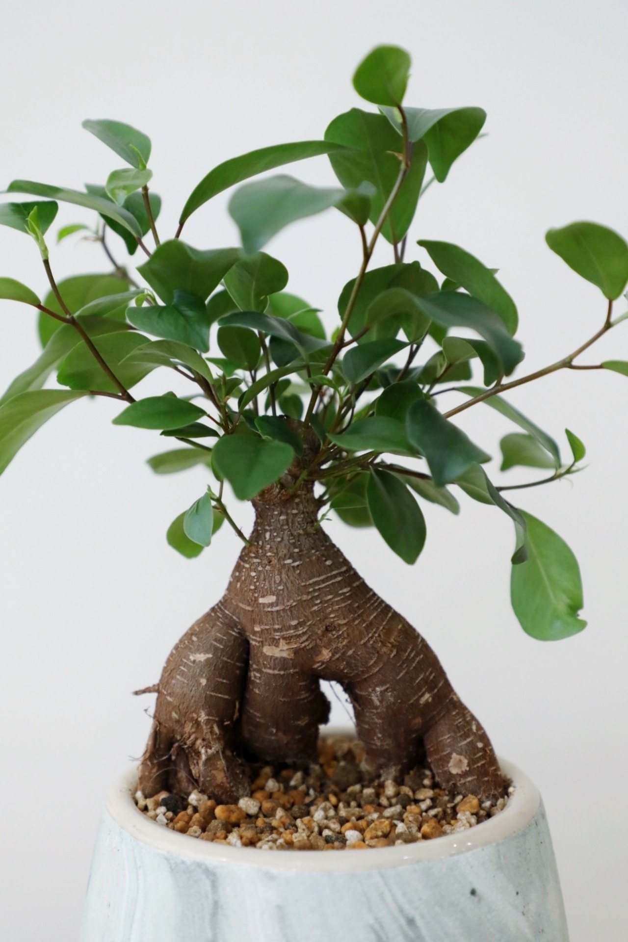 【S】ガジュマル/Ficus microcarpa