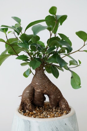 【S】ガジュマル/Ficus microcarpa