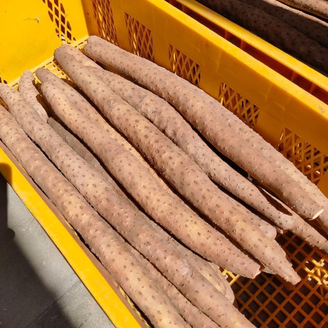 【贈答用】砂丘ながいも　長芋　とりたて 10kg程度　とろろ　ねばり　山芋　根菜