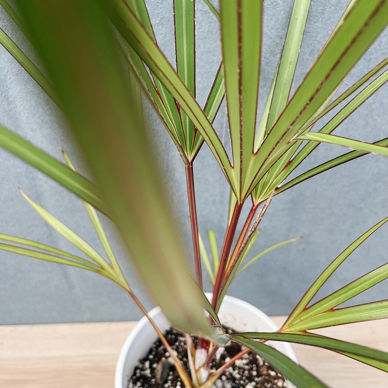 現品］【希少】K ラタニアレッド 6号 ヤシ 観葉植物 レア おしゃれ