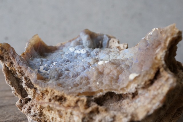 アゲタイズド・コーラル 1　Agatized Coral