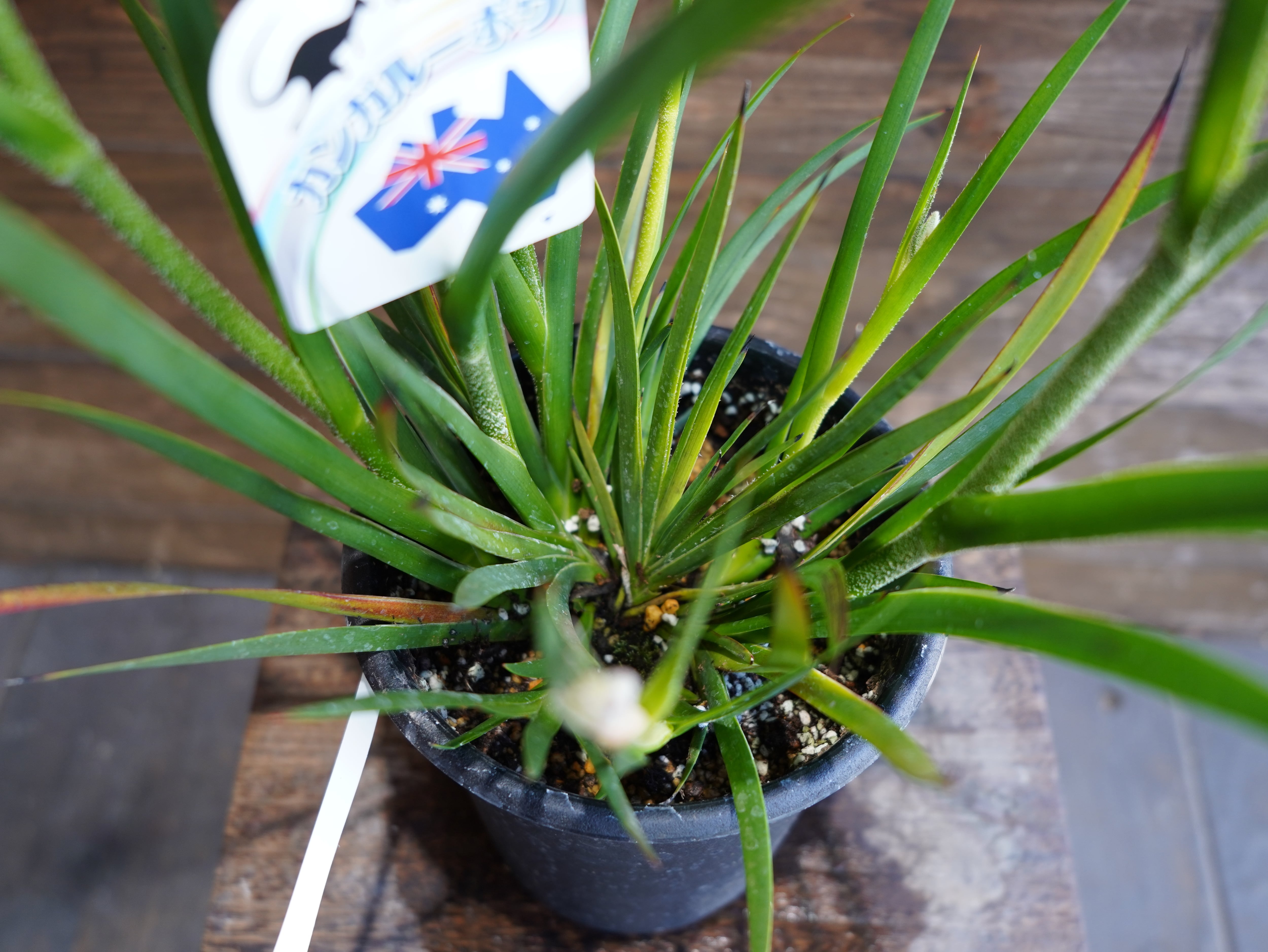 【現物】カンガルーポー　”ブッシュダイヤモンド”