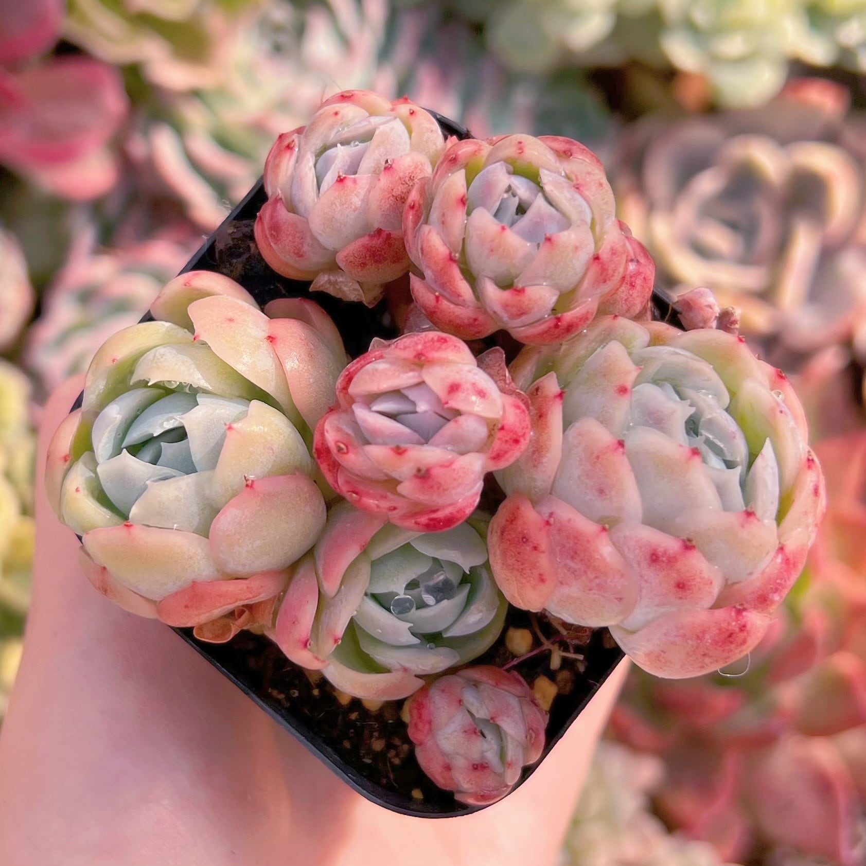 現品　クリームベリー#578　るる農園