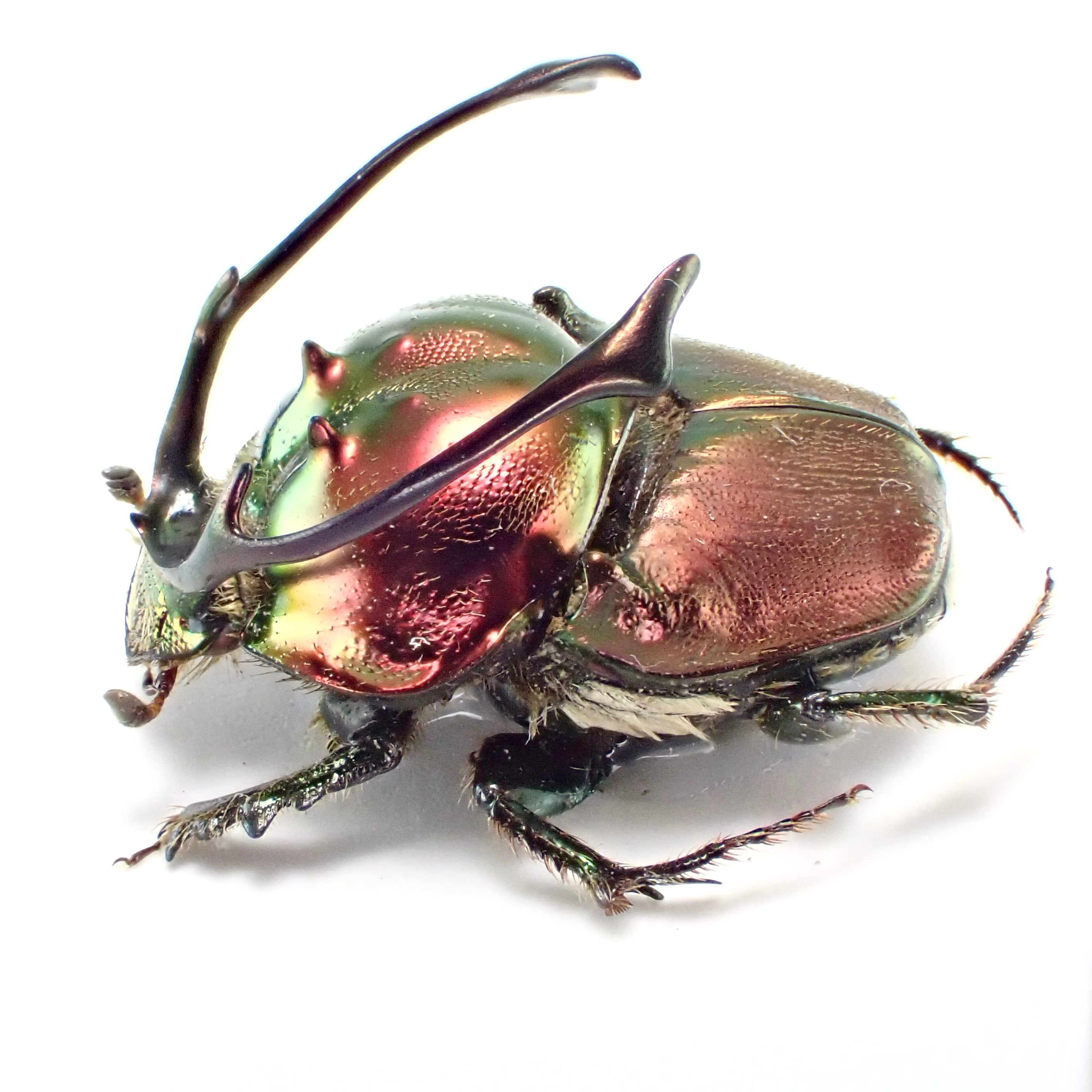 タンザニア産 Proagoderus rangifer ♂ 12mm XL | 昆虫標本 Diggers
