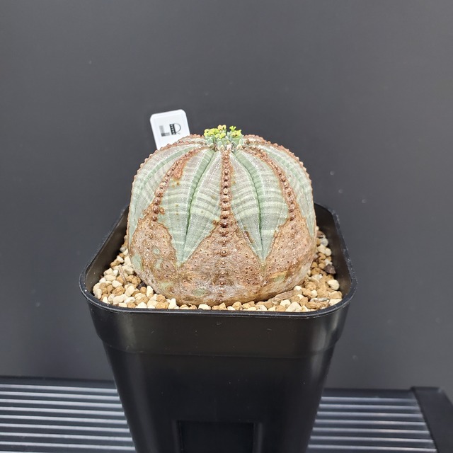 【クラウン木質化タイプ】メス株 59mm Euphorbia Obesa ユーフォルビア オベサ 木質化