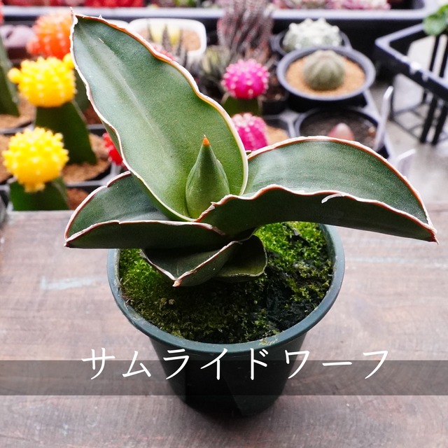 【サムライドワーフ 1】サンスベリア　希少　ワイルド