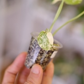 モンステラ・レガシー / Monstera deliciosa ‘Legacy'⑥