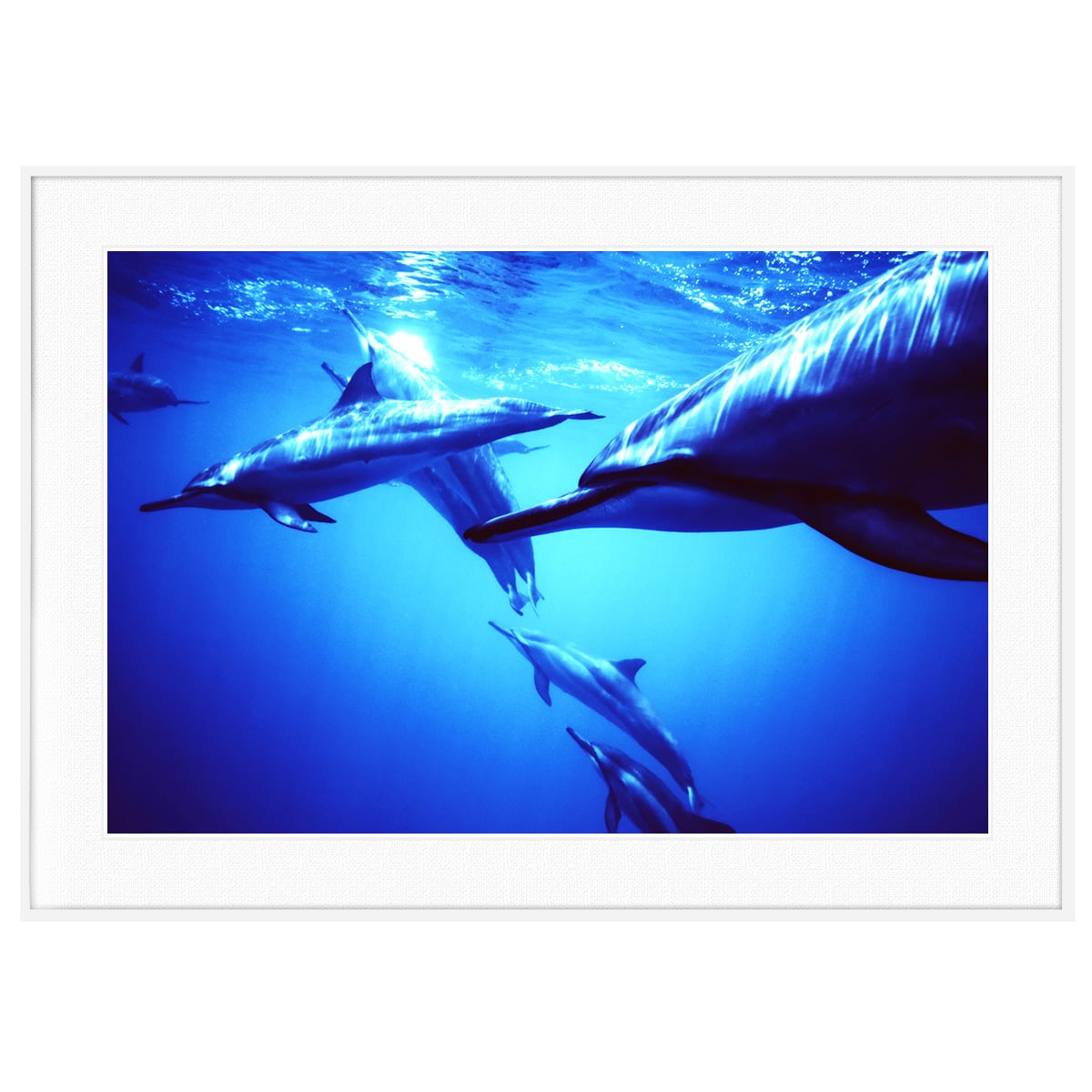 夏写真 イルカ インテリアアートポスター額装 AS0524
