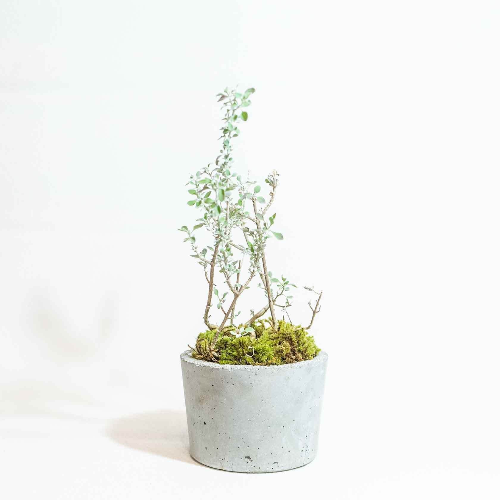 ＼送料無料／≪ 観葉植物 ≫屋内もオッケーなホワイトソルト・ブッシュとスナゴケの鉢植え｜無機質でどんな場所とも相性のいい手作りモルタル鉢