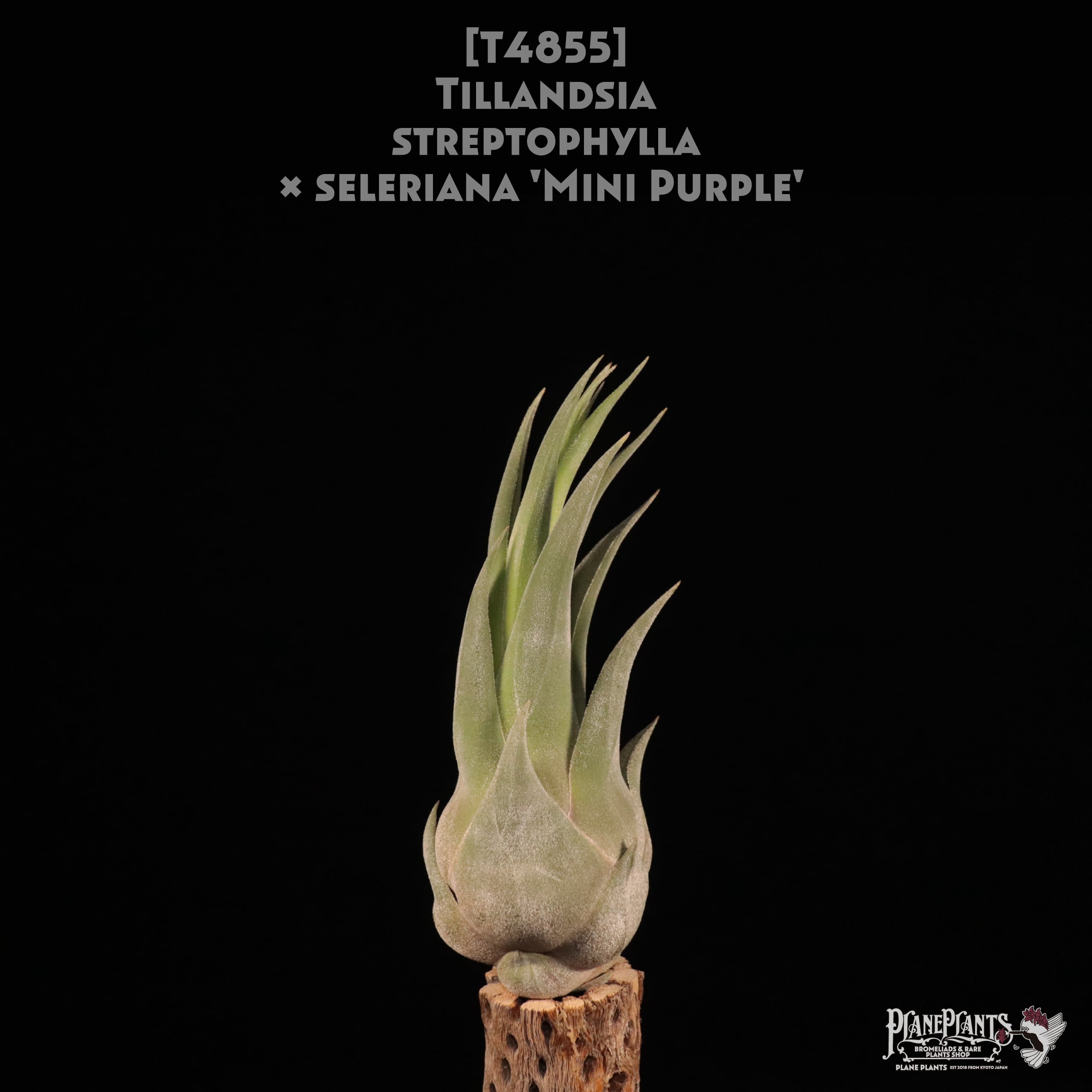 送料無料】streptophylla x seleriana 'Mini Purple'〔エアプランツ